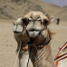camel_desert_ma_v_0313_egy3588.jpg